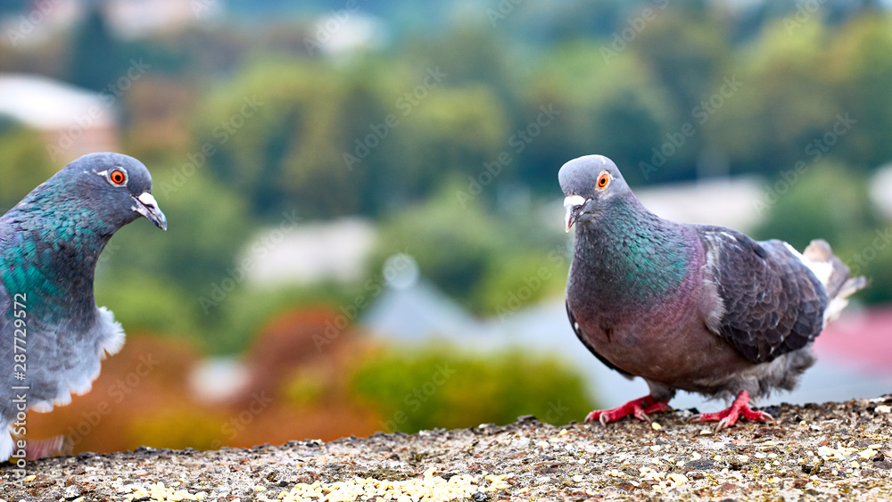 Pigeons close-up on a combined background Pigeons close-up on a combined background