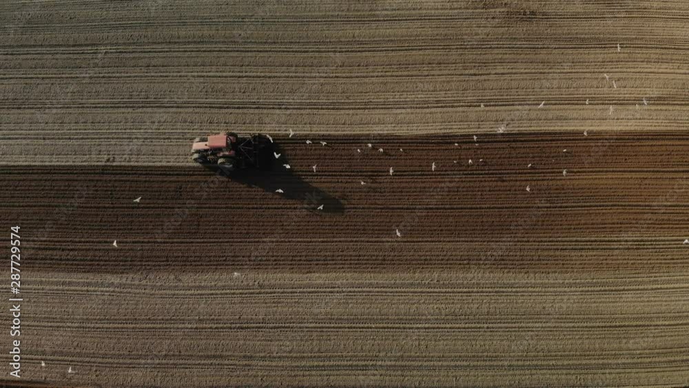 Aerial drone shot on red tractor with dual wheels doing the processing brown soil with a disc cultivator. The machine is followed by many white birds picking up worms from ploughing Aerial drone shot on red tractor with dual wheels doing the processing brown soil with a disc cultivator. The machine is followed by many white birds picking up worms from ploughing