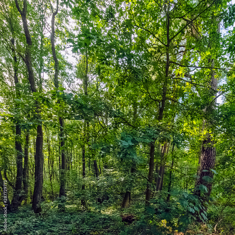 Polish wild forest - Kampinos National Park, Poland Polish wild forest - Kampinos National Park, Poland