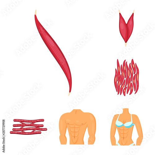 Vector illustration of muscle and cells sign. Collection of muscle and anatomy stock vector illustration.