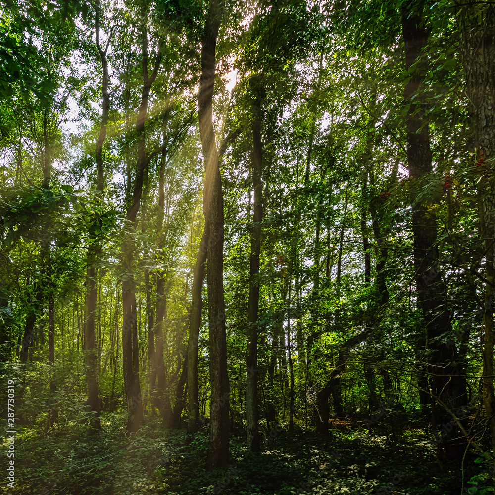 Naklejka premium Polish wild forest with visible sun rays - Kampinos National Park, Poland