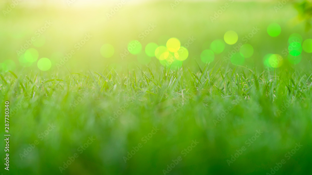Fototapeta premium soft defocused and bokeh green grass nature on background,