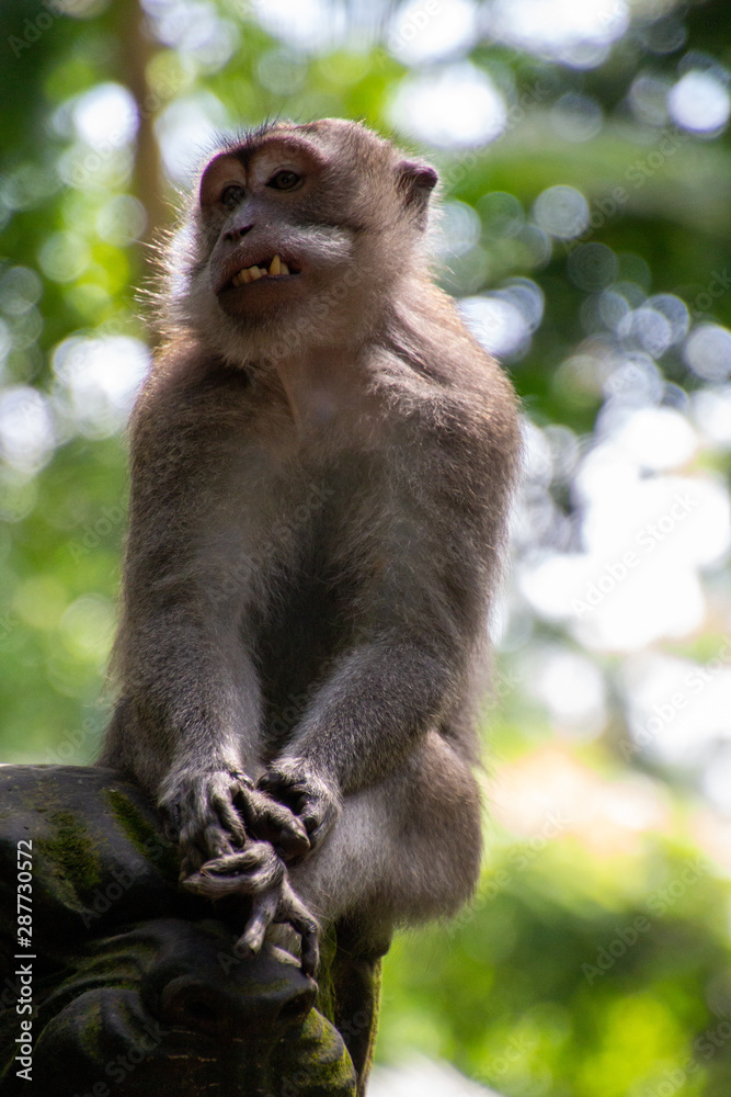 Fototapeta premium Monkey