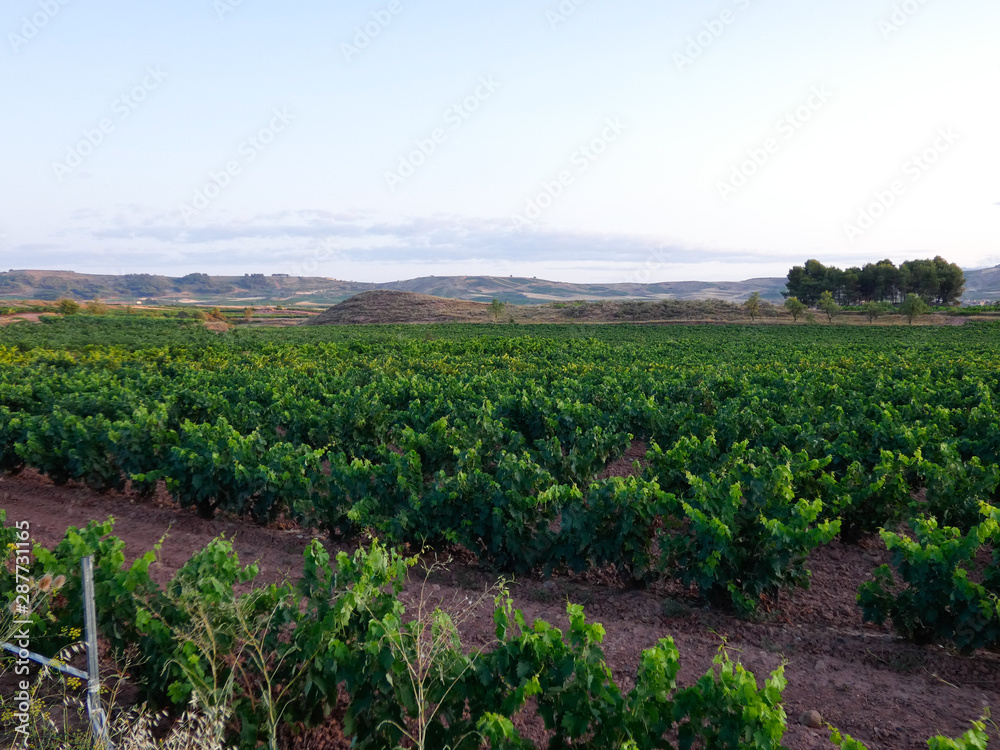 Viñedos en la región de la Rioja, antes de ser vendimiados
