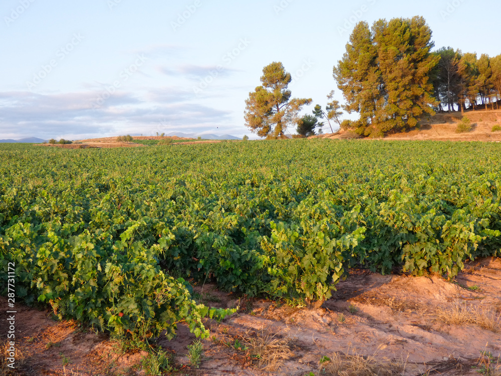 Viñedos en la región de la Rioja, antes de ser vendimiados