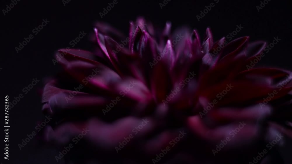 Bordo Flower Rotating On Black Background. Bordo Flower Rotating On Black Background.