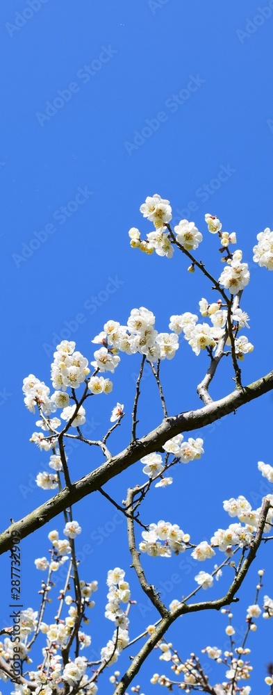 白い梅の花と青空、白梅、日本の風景 白い梅の花と青空、白梅、日本の風景