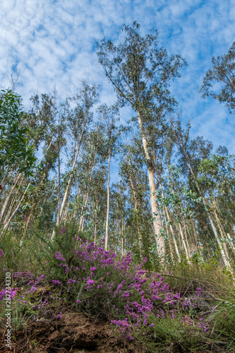 Arbres en contre plongée 