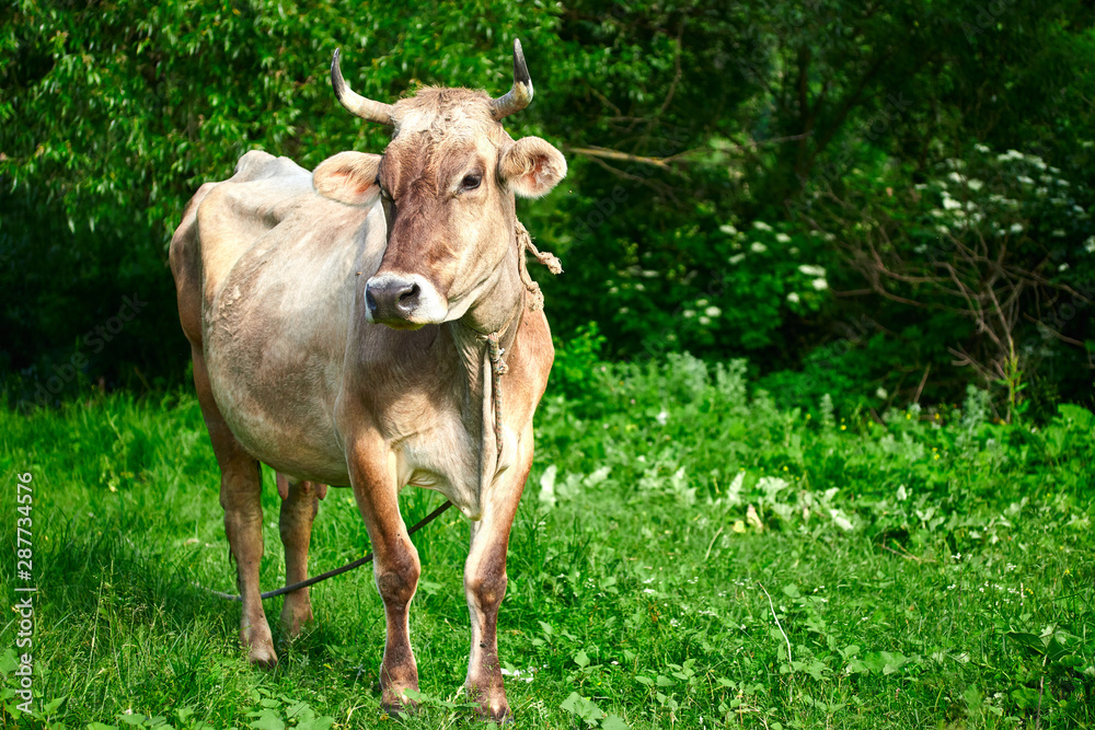 beige horned cow on a green meadow eats grass beige horned cow on a green meadow eats grass