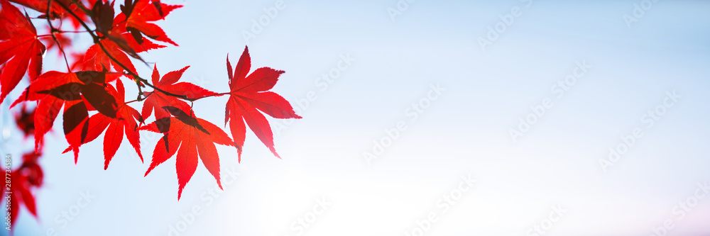 Red maple leaves panoramic background whith copy space, autumn concept Red maple leaves panoramic background whith copy space, autumn concept