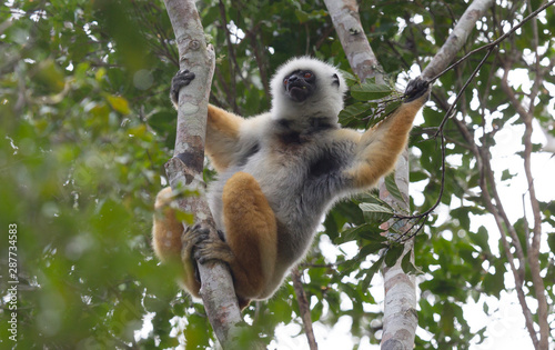 Golden Sifaka  dancing lemur of Madagascar