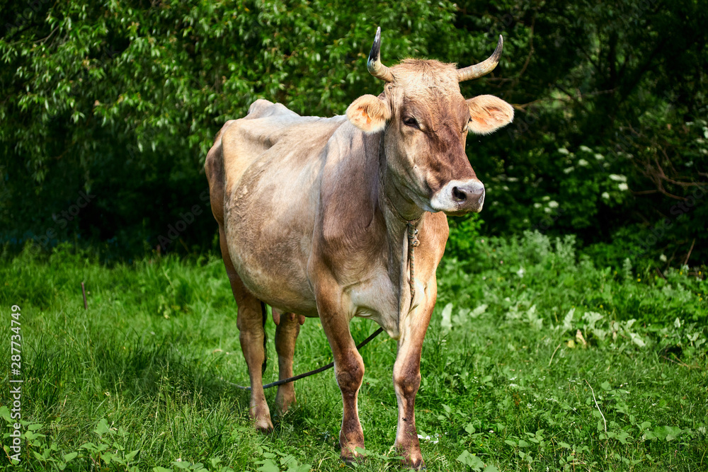 beige horned cow on a green meadow eats grass
