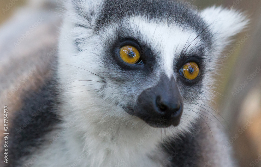 Obraz premium Famous Madagascar Maki lemur, Ring tailed lemur.