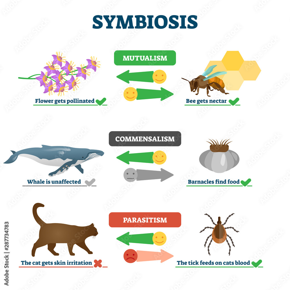 Symbiosis vector illustration. Labeled living together educational scheme.