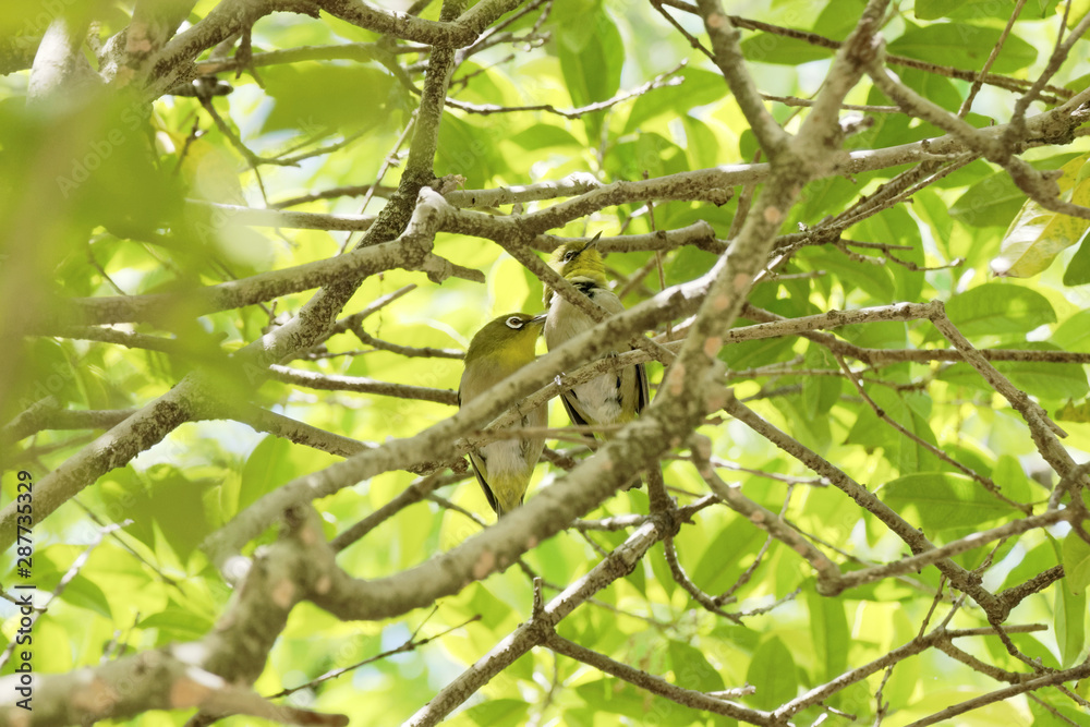 pair of Japanese white-eyes preening each other pair of Japanese white-eyes preening each other
