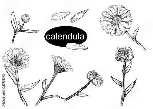 Detailed hand drawn vector illustration set of calendula flower, seeds. Black and white sketch of isolated flower.
