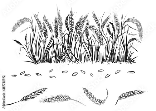 Hand drawn black and white vector illustration set of grain, ear of wheat, grass. sketch.