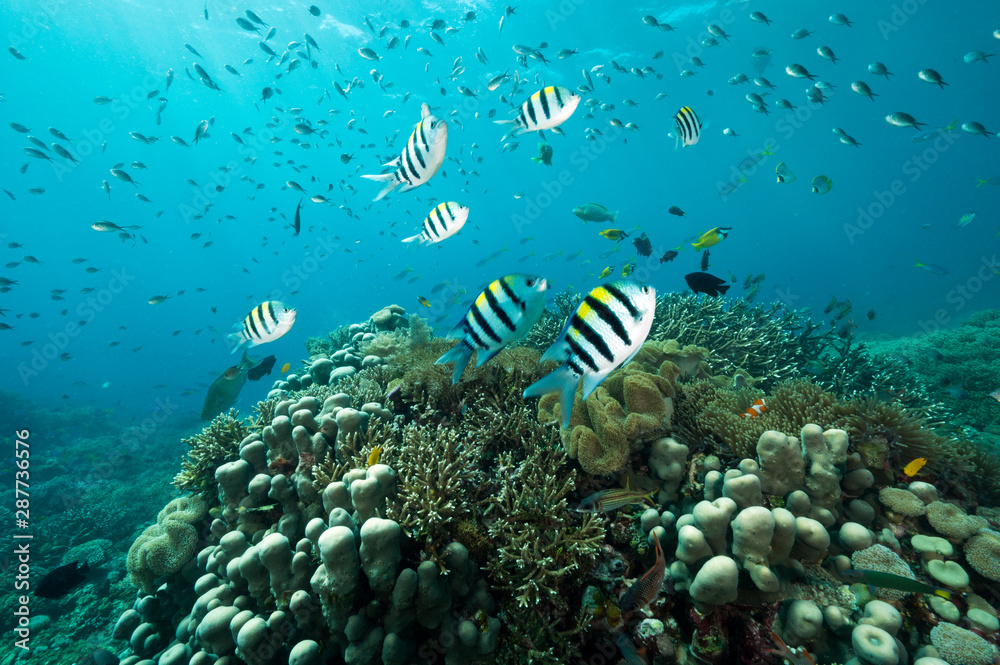 Fototapeta premium Reef scenic with Indo-pacific sergeantfishes, Abudefduf vaigiensis, Raja Ampat Indonesia.