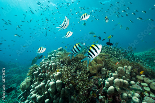 Reef scenic with Indo-pacific sergeantfishes, Abudefduf vaigiensis, Raja Ampat Indonesia. © anemone