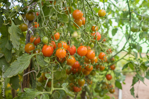 cherry tomatoes