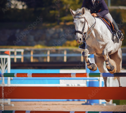 A white beautiful strong horse with a rider in the saddle jumps over a colorful bright barrier at jumping competitions in the summer.