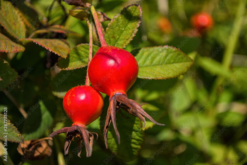 Red Dogrose berries against the background leaves. Ripe Dogrose Berries. Rosehip closeup. Soft selective focus.