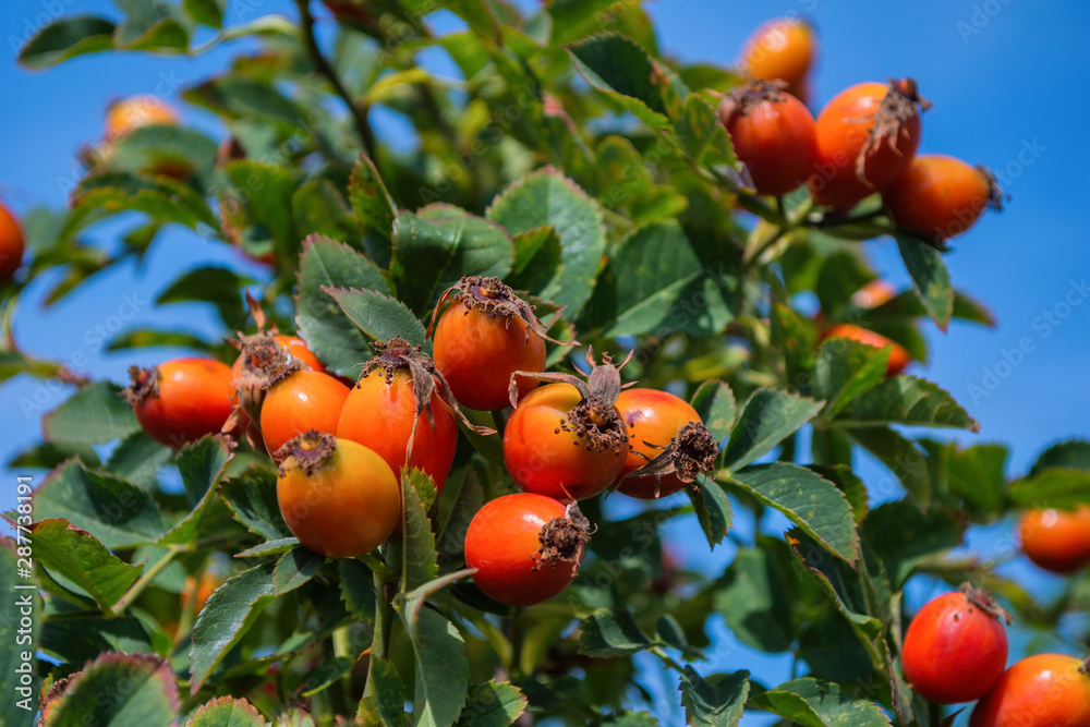 Orange Dogrose berries against the background sky. Unripe Dogrose Berries. Rosehip closeup. Soft selective focus.