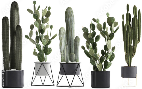 collection of cactus in a pot on a white background photo