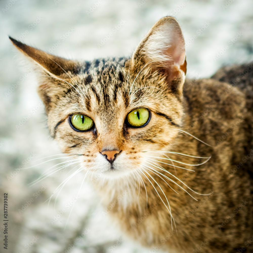 Cute cat kitty portrait with green Eyes