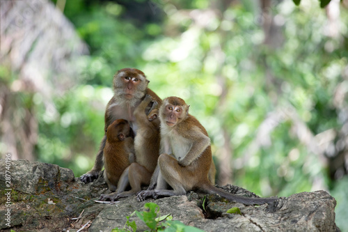 Fototapeta Naklejka Na Ścianę i Meble -  Macaque monkeys in the forest.