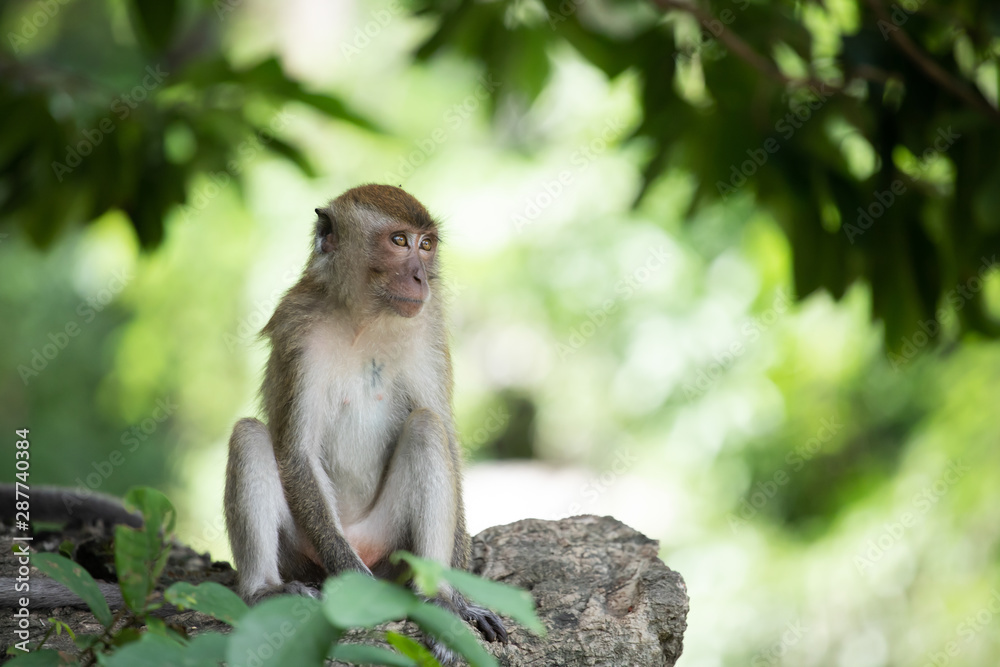 Macaque monkeys in the forest.