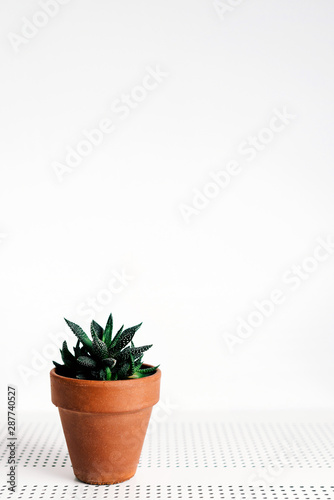 green plant in a pot © mechonoschina