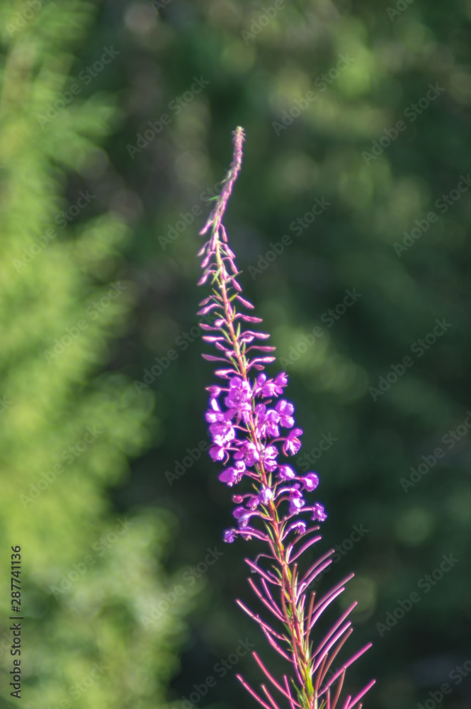Blooming in the mountains chamaenerion angustifolium Blooming in the mountains chamaenerion angustifolium