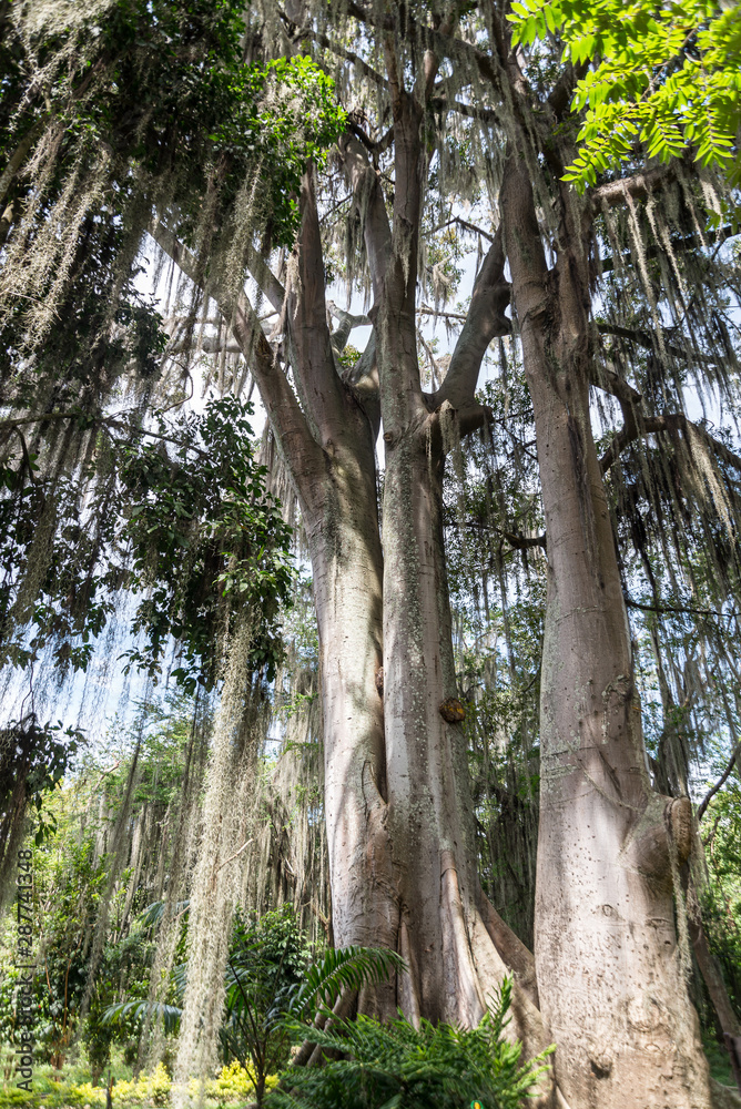 Obraz premium Gallinero, Colombia