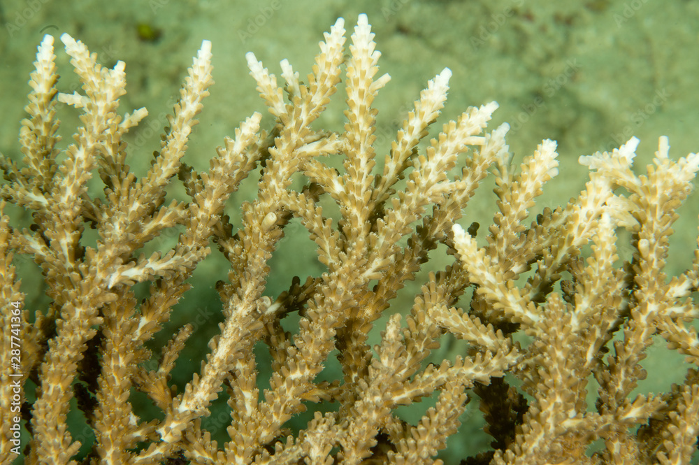 Closeup of Acropora sp., branches, Raja Ampat Indonesia. Closeup of Acropora sp., branches, Raja Ampat Indonesia.