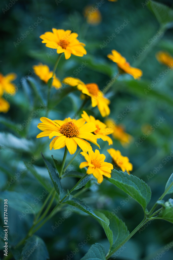 echinacea yellow beautiful flowers echinacea yellow beautiful flowers