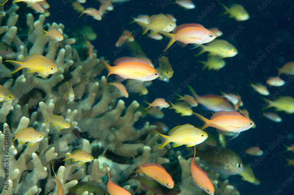 Anthias, Pseudanthias squamipinnis, Raja Ampat Indonesia Anthias, Pseudanthias squamipinnis, Raja Ampat Indonesia