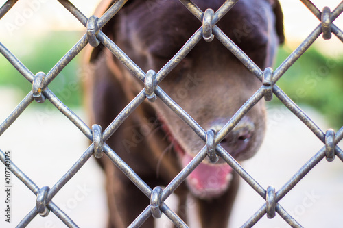 dog behind bars. brown labrador is waiting for the owner