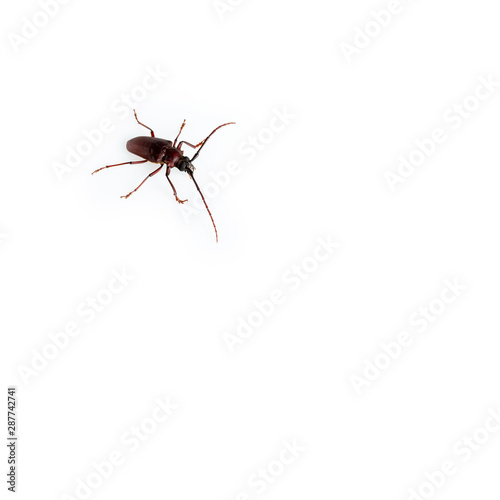 The Pine sawyer beetle isolated on white background with copy space © BNMK0819