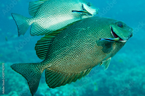 Foto Vermiculate rabbitfishes, Siganus vermiculatus, being cleaned by cleaner wrasse, Labroides dimidiatus, Raja Ampat Indonesia