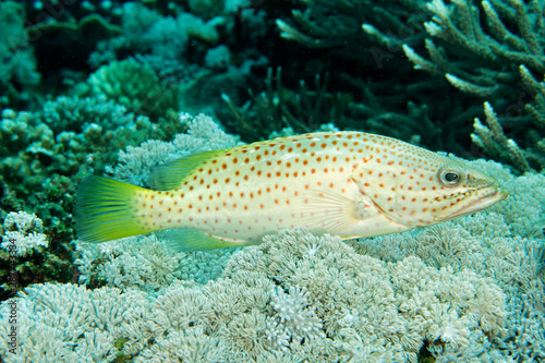 Slender grouper, Anyperodon leucogrammicus, Raja Ampat Indonesia. © anemone
