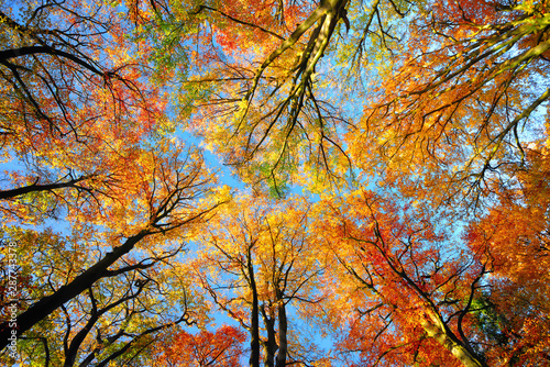 Фотография Colorful tree canopy and blue sky in autumn