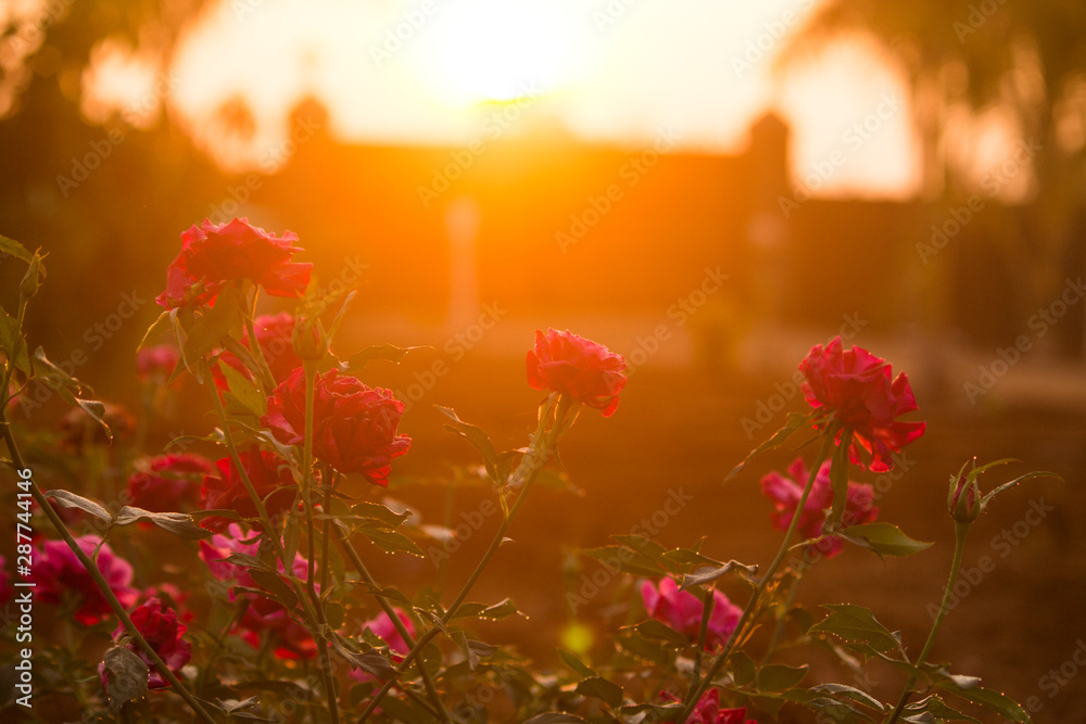Sun and Roses - Sunrise