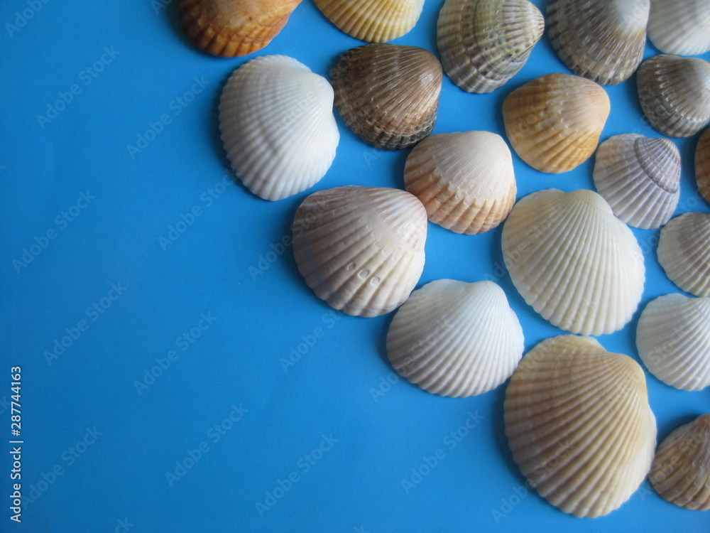 Manycolored sea shells on blue background Manycolored sea shells on blue background