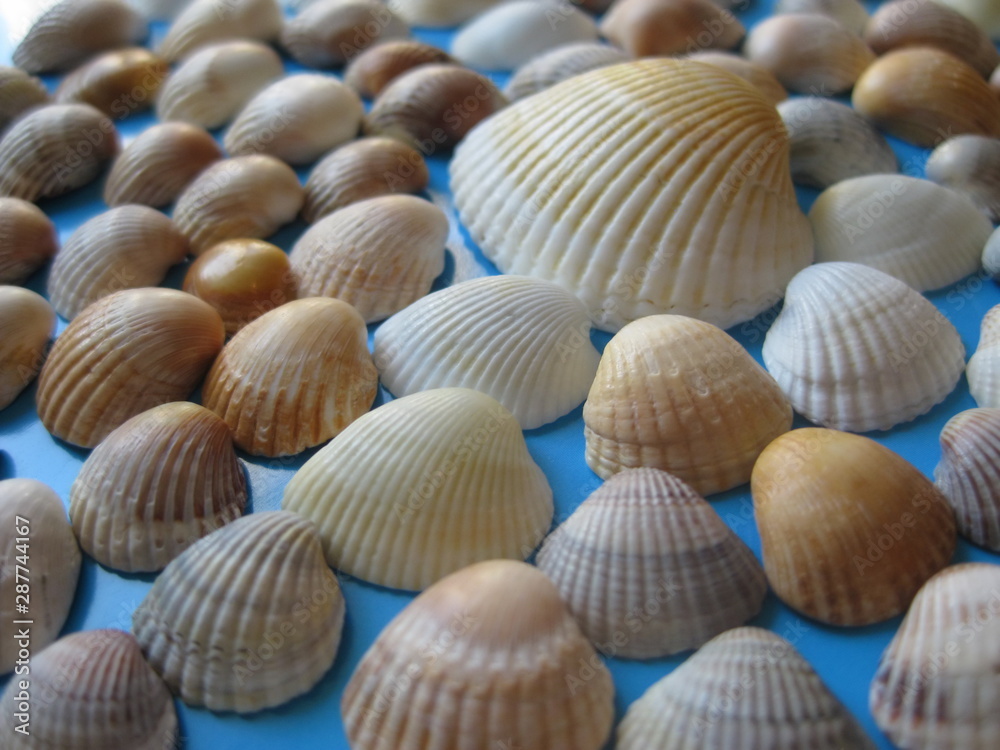 Low angle view of sea shells on colored background