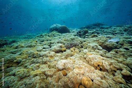 Reef scenic with soft corals, Sarcophyton crassocaule, Raja Ampat Indonesia. photo