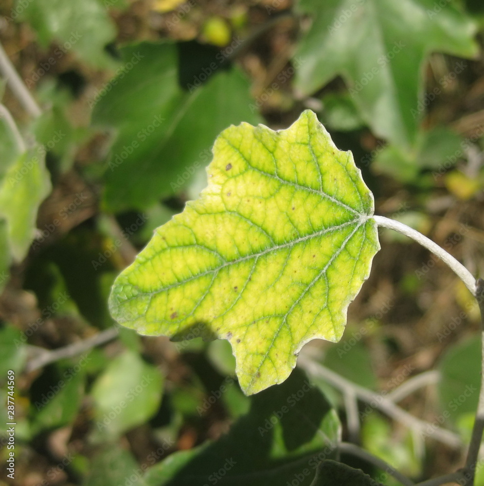 Small yellow leaf with light green veins Small yellow leaf with light green veins