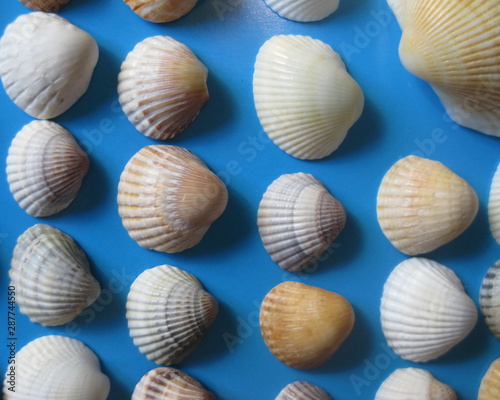 Sea shells placed in rows