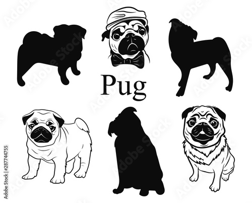 Set of pugs. Collection of pedigree dogs. Black and white illustration of a pug dog. Vector drawing of a pet. Tattoo.