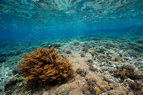 Fototapeta Naklejka Na Ścianę i Meble -  Reef scenic with pristine Acropora hard corals Raja Ampat Indonesia.